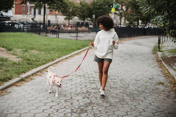 Mutuelle chien : protégez-le lors de vos déplacements